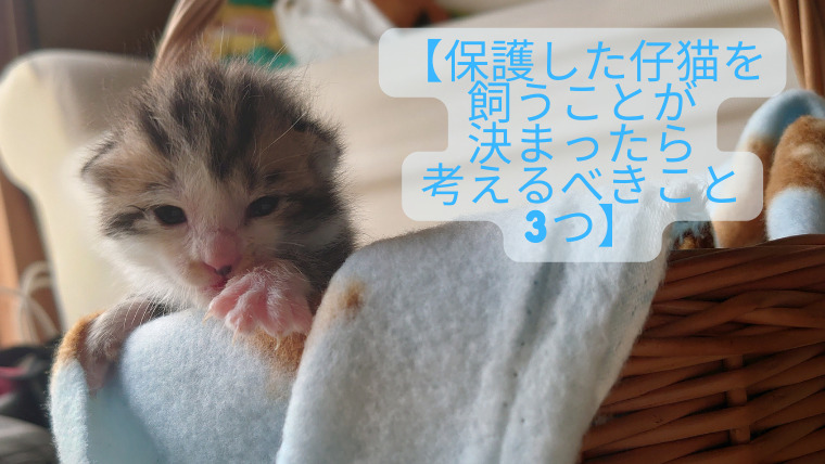 【保護した仔猫を飼うことが決まったら考えるべきこと3つ】