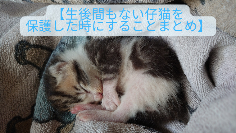【生後間もない子猫を保護した時にすることまとめ】